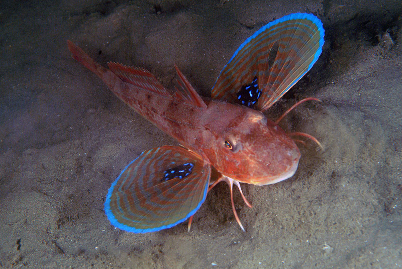 Triglide da determinare (Chelidonichthys lucerna)